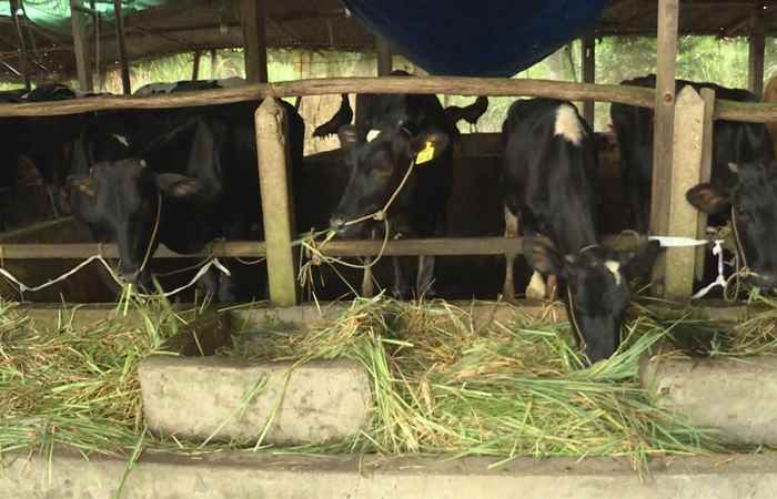  Sử dụng chất thải trong chăn nuôi bò làm phân bón hữu cơ cho cây trồng (25-10-2022)